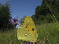 Colias croceus 27, Oranje luzernevlinder, Saxifraga-Rob Felix : Animalia, Arthropoda, Insecta, Lepidoptera, animal, arthropod, butterfly, dier, dieren, geleedpotige, geleedpotigen, insect, insecten, vlinder, vlinders