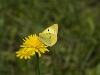 Colias croceus 29, Oranje luzernevlinder, Saxifraga-Jan van der Straaten