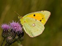 Colias croceus 30, Oranje luzernevlinder, Saxifraga-Rik Kruit