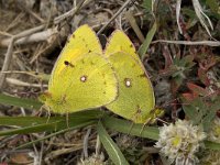 Colias croceus 33, Oranje luzernevlinder, Saxifraga-Willem van Kruijsbergen