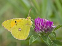 Colias croceus 34, Oranje luzernevlinder, Saxifraga-Rik Kruit