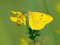 Butterfly Warming its Wings in the Sun  Beautiful Wild Clouded Yellow Butterfly (Colias croceus) - Feeding on Flowers : Clouded yellow, Colias, Colias crocea, Colias croceus, animal, appealing, attractive, background, beautiful, beauty, butterfly, calm, closeup, color, colorful, elegant, environment, europe, european, fauna, flower, garden, giant, good, gorgeous, green, insect, looking, lovely, macro, magnificent, natural, nature, nice, pattern, petals, pretty, serenity, silence, spring, striking, stunning, summer, wild, wildlife, yellow