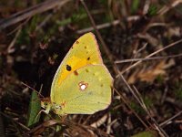 Colias croceus 37, Oranje luzernevlinder, Saxifraga-Hans Dekker