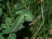 Colias croceus 39, Oranje luzernevlinder, larva, Saxifraga-Kars Veling