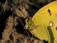 Colias croceus 4, Oranje luzernevlinder, Vlinderstichting-Kars Veling