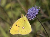 Colias croceus 44, Oranje luzernevlinder, Saxifraga-Willem van Kruijsbergen