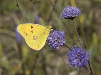 Colias croceus 45, Oranje luzernevlinder, Saxifraga-Willem van Kruijsbergen