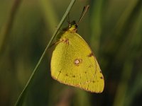 Colias croceus 49, Oranje luzernevlinder, Saxifraga-Luuk Vermeer