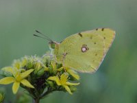 Colias croceus 51, Oranje luzernevlinder, Saxifraga-Luuk Vermeer