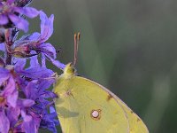 Colias croceus 54, Oranje luzernevlinder, Saxifraga-Luuk Vermeer