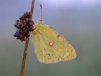 Colias croceus 56, Oranje luzernevlinder, Saxifraga-Luuk Vermeer