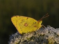 Colias croceus 57, Oranje luzernevlinder, Saxifraga-Luuk Vermeer