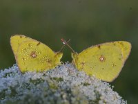 Colias croceus 59, Oranje luzernevlinder, Saxifraga-Luuk Vermeer