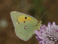 Colias croceus 6, Oranje luzernevlinder, female, Saxifraga-Jan van der Straaten