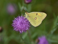 Colias croceus 61, Oranje luzernevlinder, Saxifraga-Luuk Vermeer