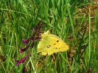 Colias croceus 7, Oranje luzernevlinder, female, Vlinderstichting-Henk Bosma