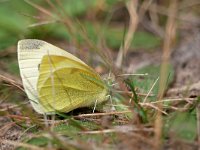 Colias croceus 72, Oranje luzernevlinder, Saxifraga-Tom Heijnen