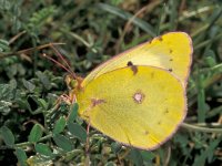 Colias croceus, forma helice 28, Oranje luzernevlinder, female, Saxifraga-Frits Bink