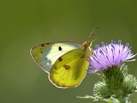 Colias erate 4, Oostelijke luzernevlinder, Saxifraga-Peter Gergely