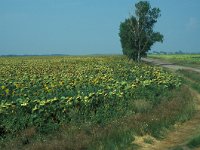 Colias erate 1, Oostelijke luzernevlinder, habitat, H, Pannonia neven, Szentistvan, Vlinderstichting-Kars Veling