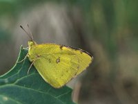 Colias erate 3, Oostelijke luzernevlinder, Vlinderstichting-Kars Veling