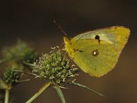 Colias hyale 11, Gele luzernevlinder, Vlinderstichting-Harold van den Oetelaar