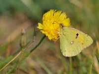 Colias hyale 15, Gele luzernevlinder, Saxifraga-Tom Heijnen