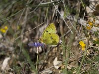 Colias hyale 6, Gele luzernevlinder, Vlinderstichting-Henk Bosma