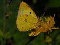 Colias hyale 7, Gele luzernevlinder, Saxifraga-Arthur van Dijk