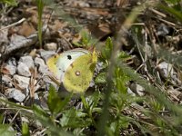 Colias hyale 8, Gele luzernevlinder, Vlinderstichting-Henk Bosma