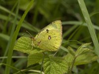 Colias hyale 9, Gele luzernevlinder, Saxifraga-Jan van der Straaten