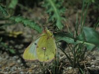 Colias phicomone 3, Bergluzernevlinder, Vlinderstichting-Kars Veling