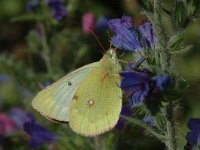 Colias phicomone 6, Bergluzernevlinder, Saxifraga-Marijke Verhagen