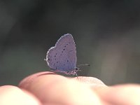 Cupido alcetas 12, Zuidelijk staartblauwtje, Vlinderstichting-Kars Veling