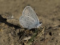 Cupido alcetas 13, Zuidelijk staartblauwtje, Saxifraga-Jan van der Straaten