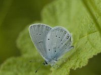 Cupido alcetas 16, Zuidelijk staartblauwtje, Saxifraga-Marijke Verhagen