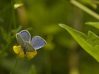 Cupido alcetas 18, Zuidelijk staartblauwtje, Saxifraga-Jan van der Straaten