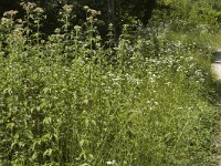 Cupido alcetas 2, Zuidelijk staartblauwtje, habitat, F, Isere, Miribel-Lanchatre, Saxifraga-Marijke Verhagen