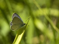 Cupido alcetas 21, Zuidelijk staartblauwtje, male, Saxifraga-Jan van der Straaten