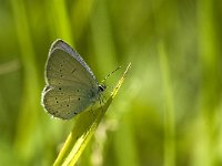 Cupido alcetas 22, Zuidelijk staartblauwtje, male, Saxifraga-Jan van der Straaten