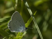 Cupido alcetas 24, Zuidelijk staartblauwtje, male, Saxifraga-Jan van der Straaten