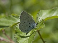 Cupido alcetas 29, Zuidelijk staartblauwtje, Saxifraga-Willem van Kruijsbergen