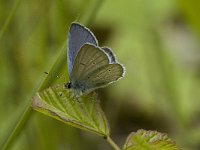 Cupido alcetas 4, Zuidelijk staartblauwtje, male, Saxifraga-Jan van der Straaten