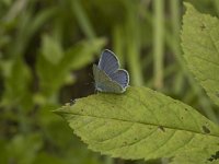 Cupido argiades 3, Staartblauwtje, male, Saxifraga-Marijke Verhagen