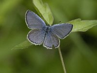 Cupido argiades 4, Staartblauwtje, male, Saxifraga-Jan van der Straaten