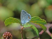 Cupido argiades 6, Staartblauwtje, Vlinderstichting-Albert Vliegenthart