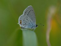 Cupido argiades 9, Staartblauwtje, Saxifraga-Arthur van Dijk