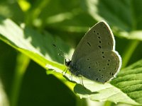 Cupido decolorata 2, Oostelijk staartblauwtje, Vlinderstichting-Kars Veling  5.16 15:29