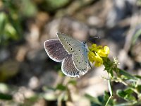 Cupido decolorata 5, Oostelijk staartblauwtje, Saxifraga-Peter Gergely