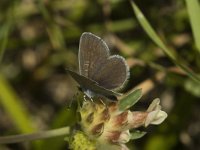 Cupido minimus 16, Dwergblauwtje, Saxifraga-Marijke Verhagen